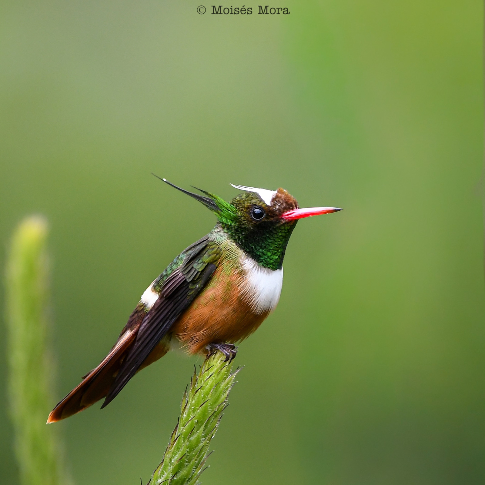 image White-crested Coquette